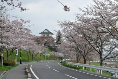 涌谷町の桜